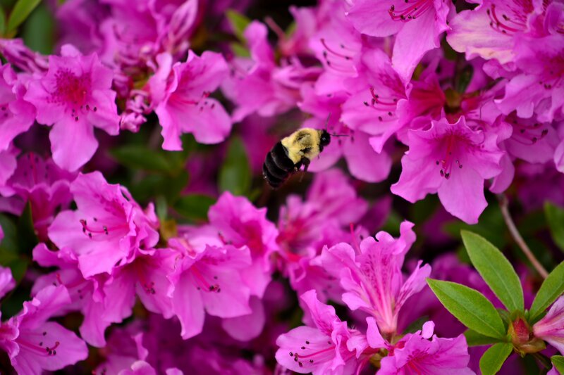 Bumblebee on Pink Flowers — Calm