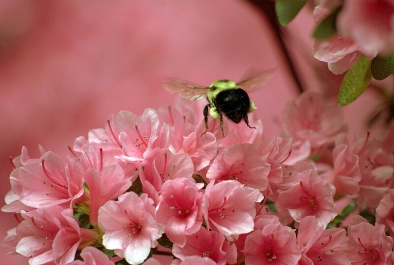 Bumblebee on Pink Flowers