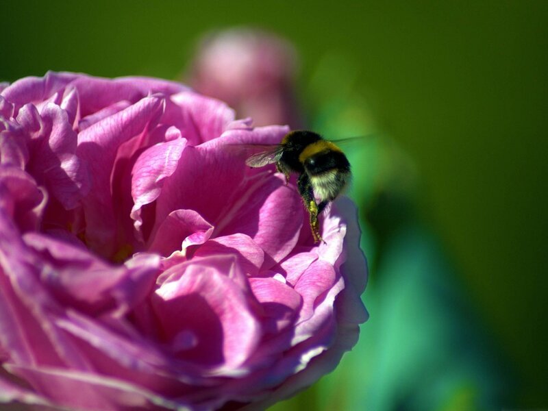 Bumblebee on Pink Rose