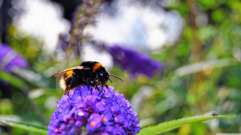 Bumblebee on Purple Flower — Calm, Afternoon, Photograph, Insect, Greenery