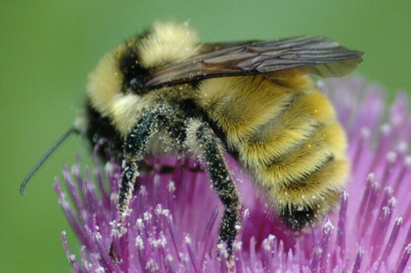 Bumblebee on Purple Flower — Calm, Afternoon, Photograph, Insect