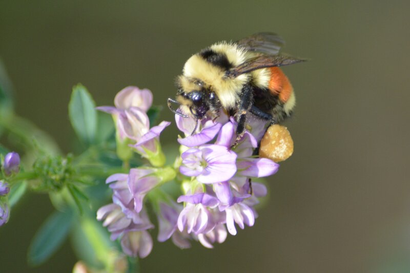 Bumblebee on Purple Flower — Calm, Afternoon, Photograph, Plant
