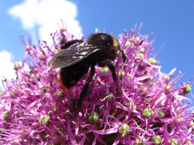 Bumblebee on Purple Flower — Calm, Afternoon, Photograph, Sky