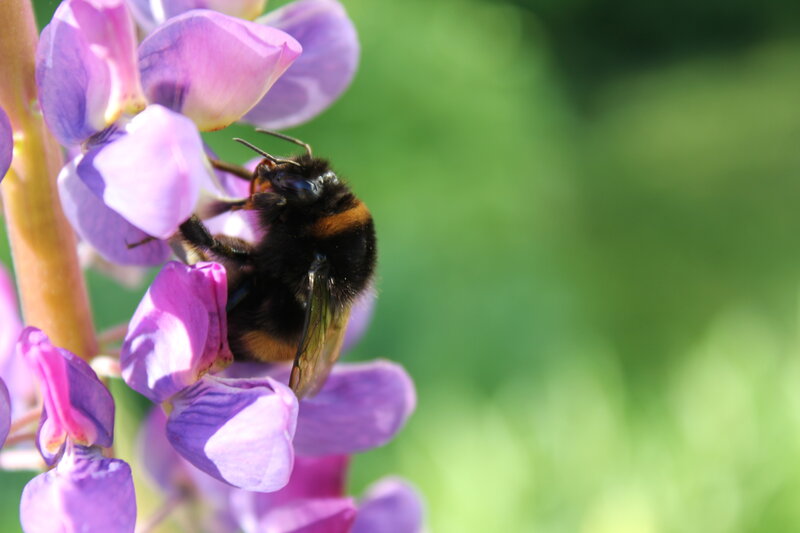 Bumblebee on Purple Flower — Calm, Afternoon