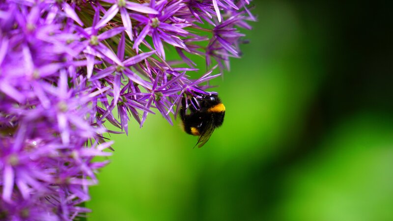 Bumblebee on Purple Flower — Calm, Photograph