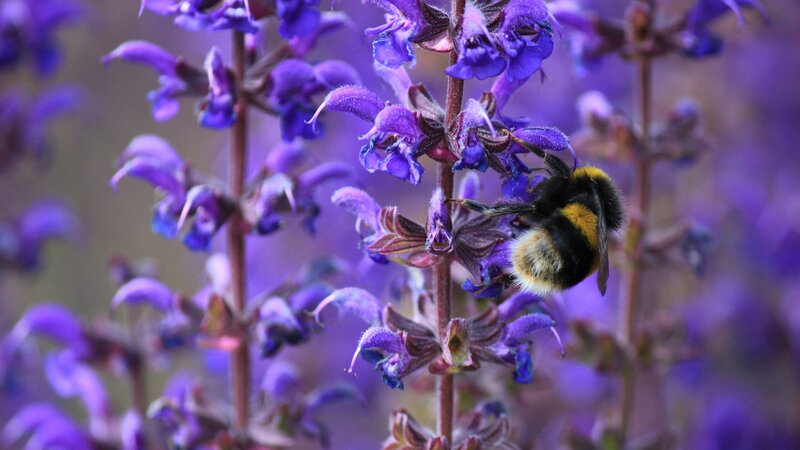 Bumblebee on Purple Flower — Calm, Spring, Photograph, Insect