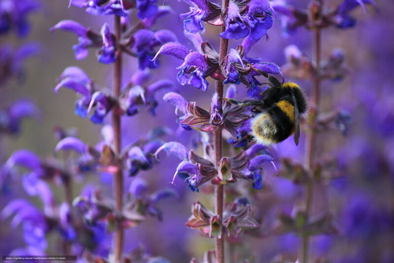 Bumblebee on Purple Flower — Calm, Spring, Photograph