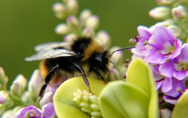 Bumblebee on Purple Flower — Calm, Spring