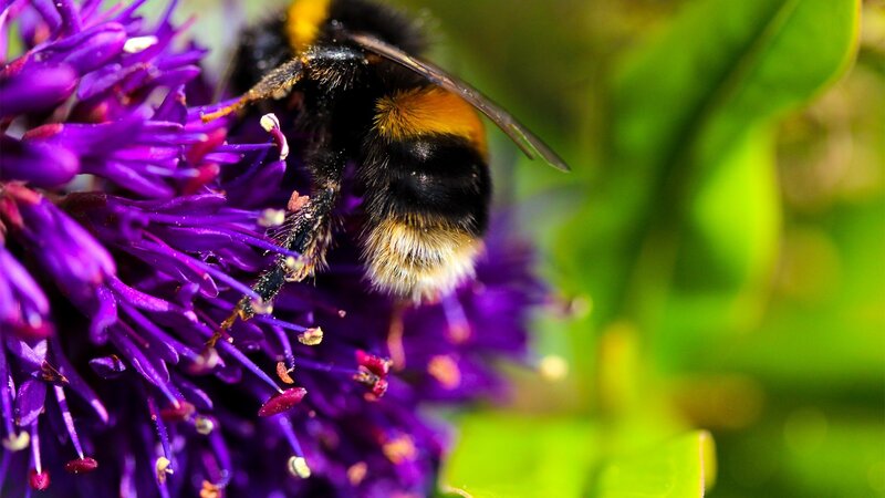 Bumblebee on Purple Flower — Natural, Afternoon, Photograph