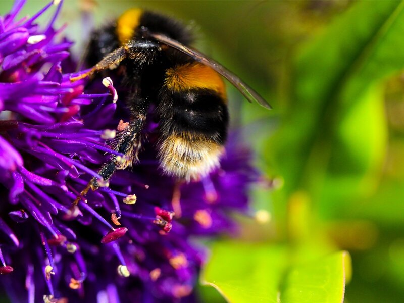 Bumblebee on Purple Flower — Natural, Afternoon