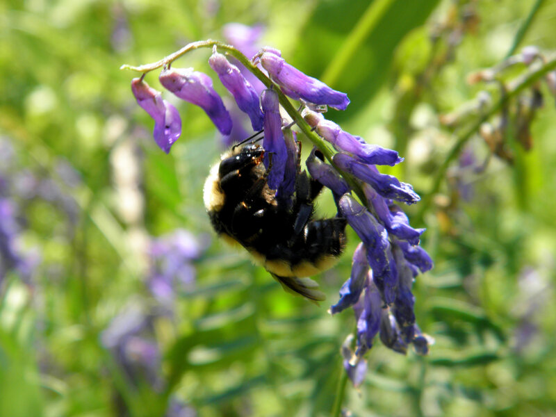 Bumblebee on Purple Flower — Natural