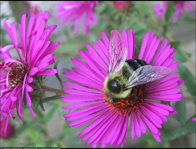 Bumblebee on Purple Flower
