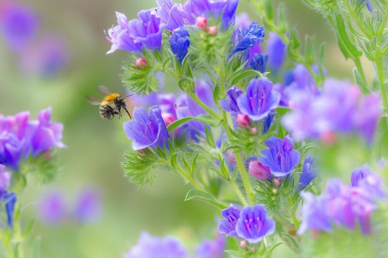 Bumblebee on Purple Flowers — Serene
