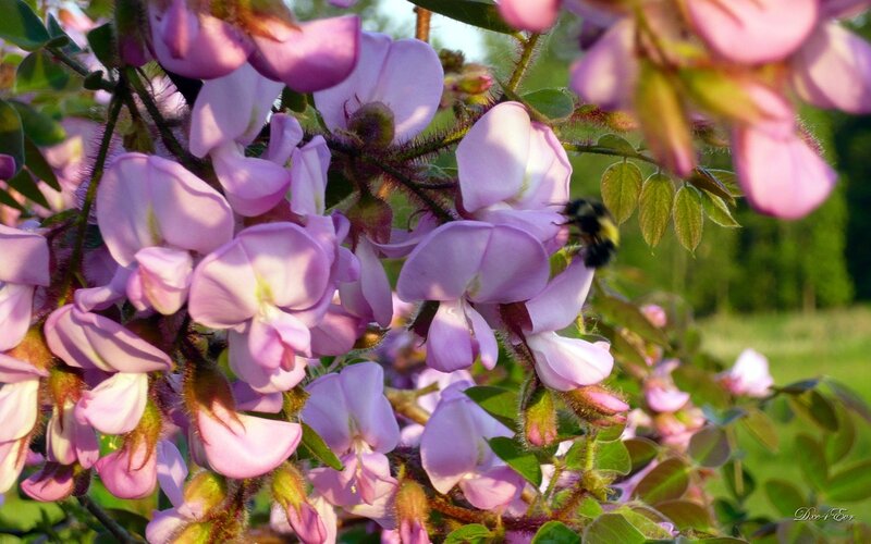 Bumblebee on Purple Flowers