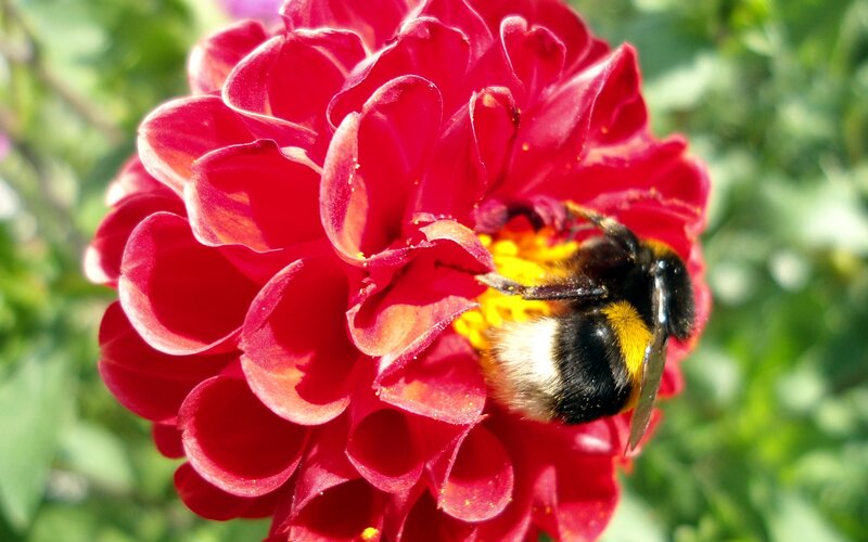 Bumblebee on Red Flower — Natural