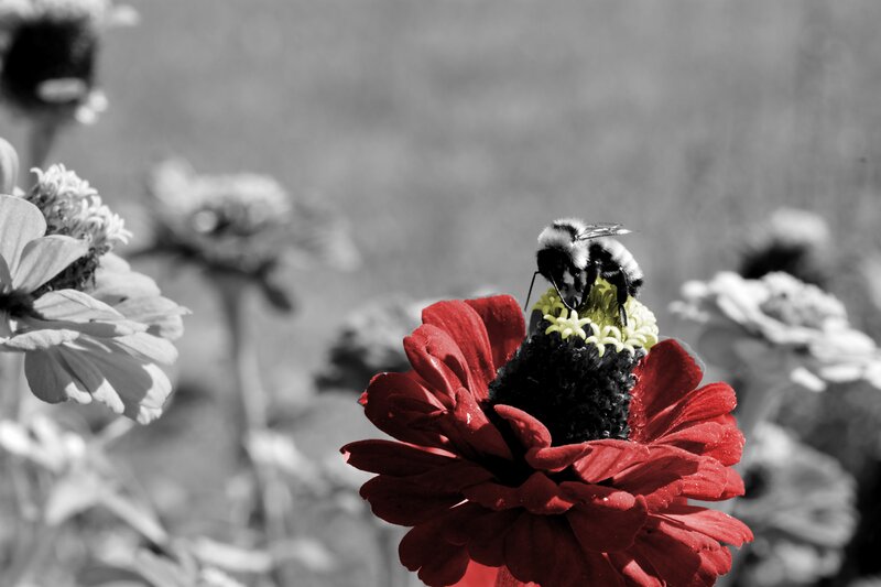 Bumblebee on Red Flower