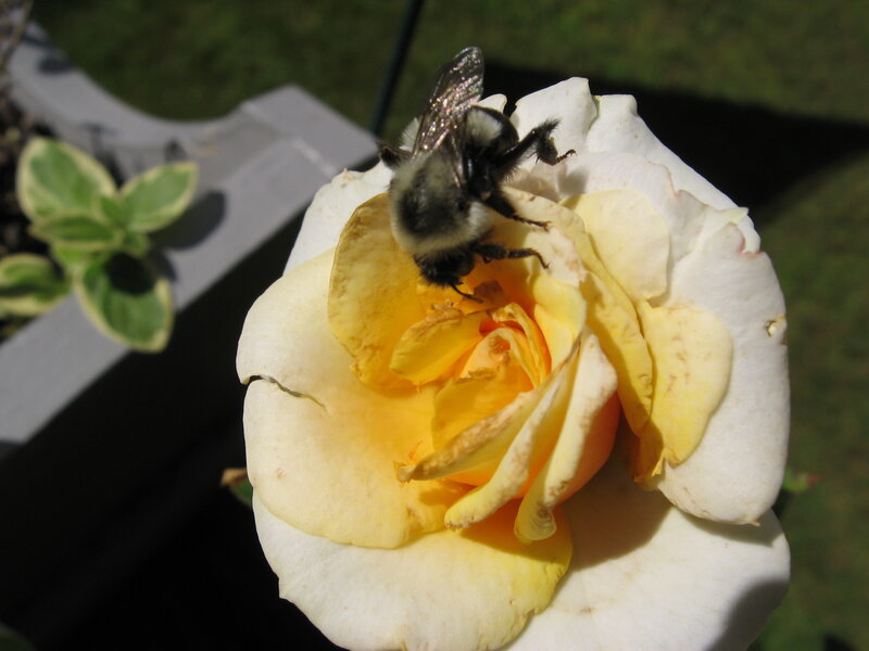Bumblebee on Rose