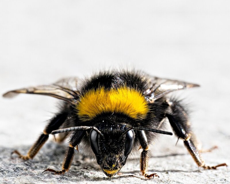 Bumblebee on Surface