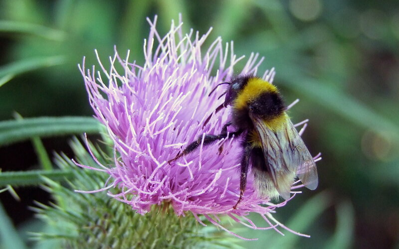 Bumblebee on Thistle Flower — Purple