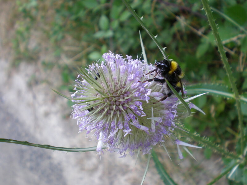 Bumblebee on Thistle Flower