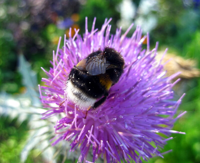 Bumblebee on Thistle — Purple, Natural