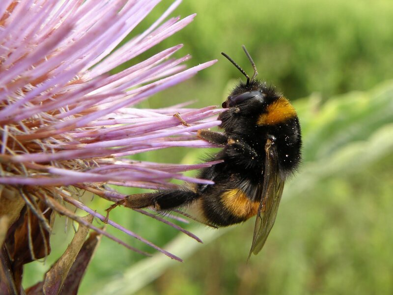 Bumblebee on Thistle — Purple