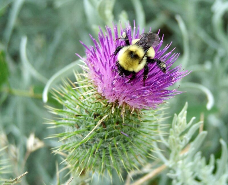 Bumblebee on Thistle