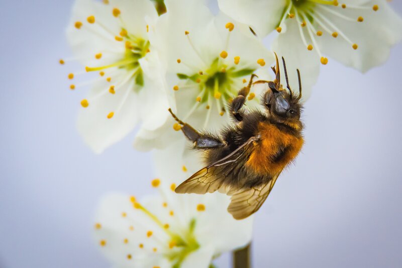 Bumblebee on White Flower — Calm, Spring