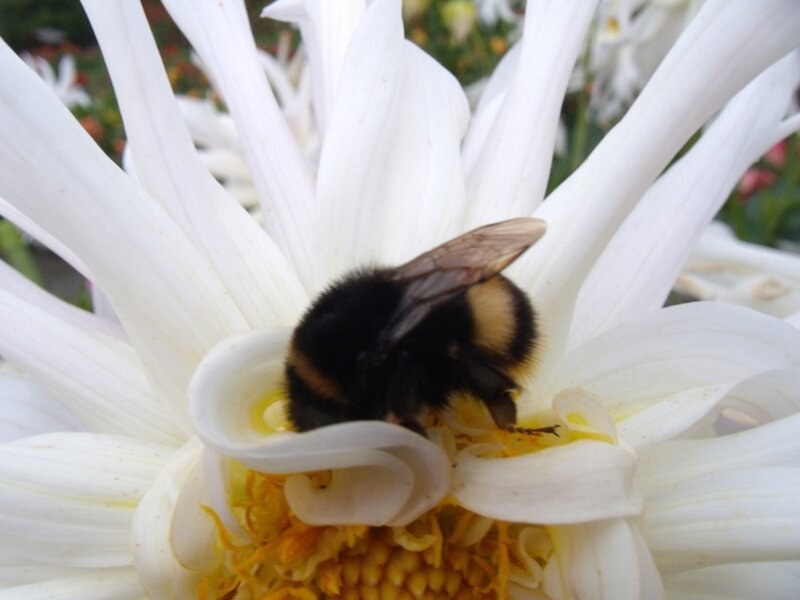 Bumblebee on White Flower — Calm