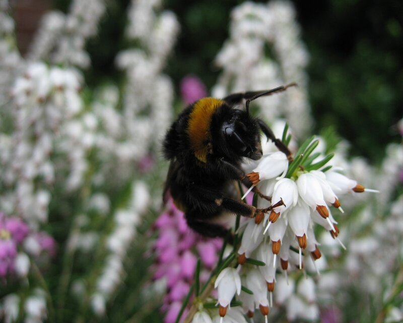 Bumblebee on White Flower