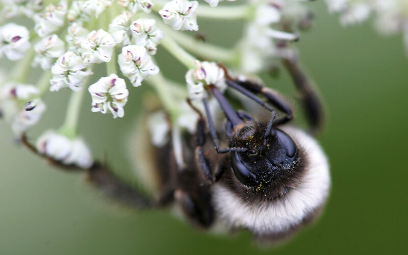 Bumblebee on White Flowers — Calm, Summer