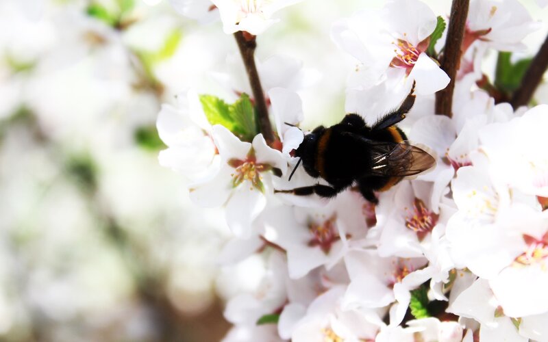 Bumblebee on White Flowers — Calm