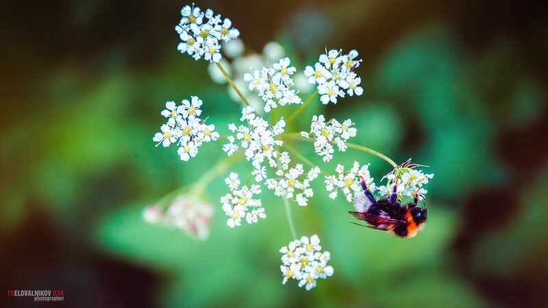 Bumblebee on White Flowers — Serene