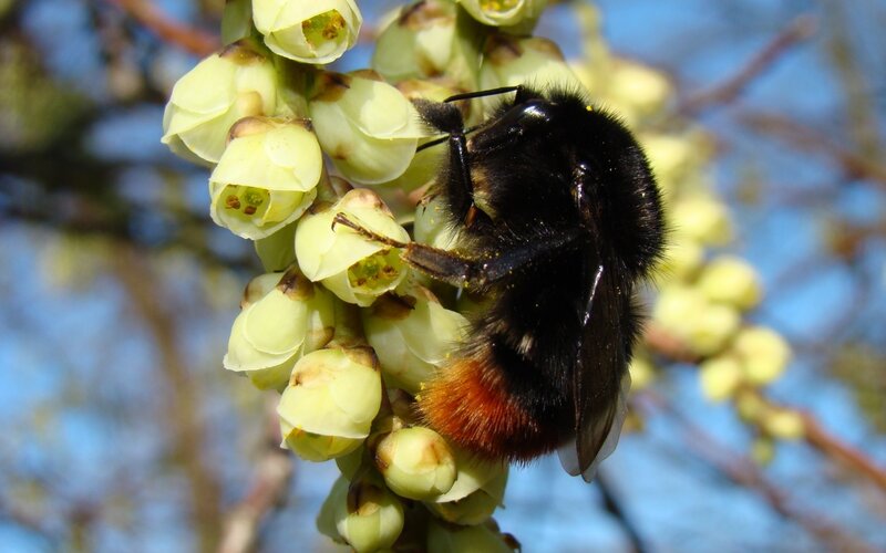 Bumblebee on white flowers