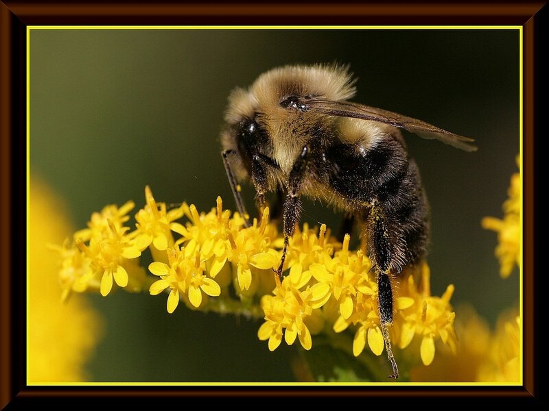 Bumblebee on Yellow Flower — Calm, Afternoon, Photograph, Insect, Plant