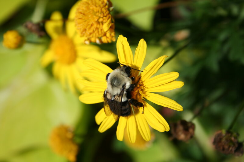 Bumblebee on Yellow Flower — Calm, Afternoon