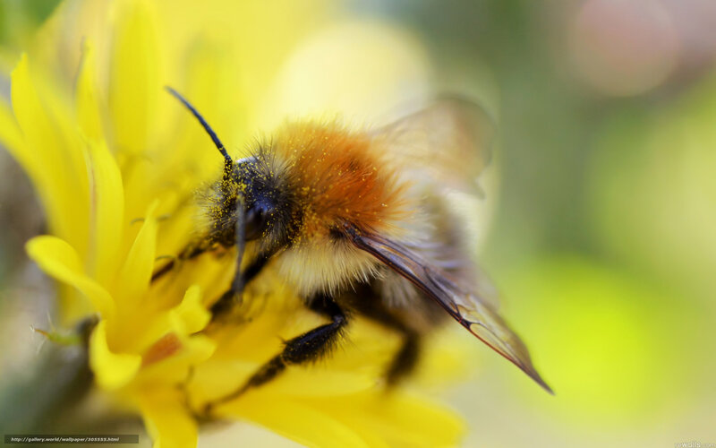 Bumblebee on Yellow Flower — Calm, Morning