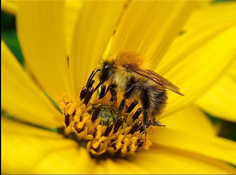Bumblebee on Yellow Flower — Calm