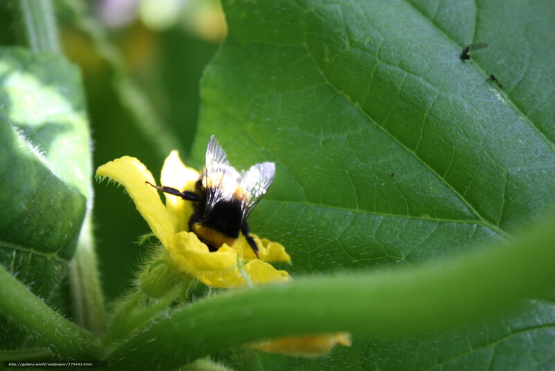 Bumblebee on Yellow Flower — Green