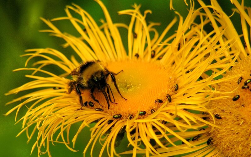 Bumblebee on Yellow Flower — Natural, Afternoon, Photograph, Insects, Pollen