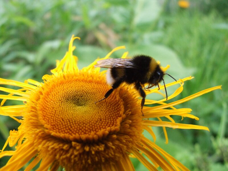 Bumblebee on Yellow Flower — Natural