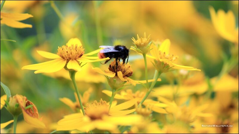 Bumblebee on Yellow Flower