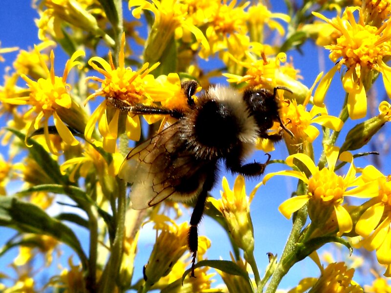 Bumblebee on Yellow Flowers
