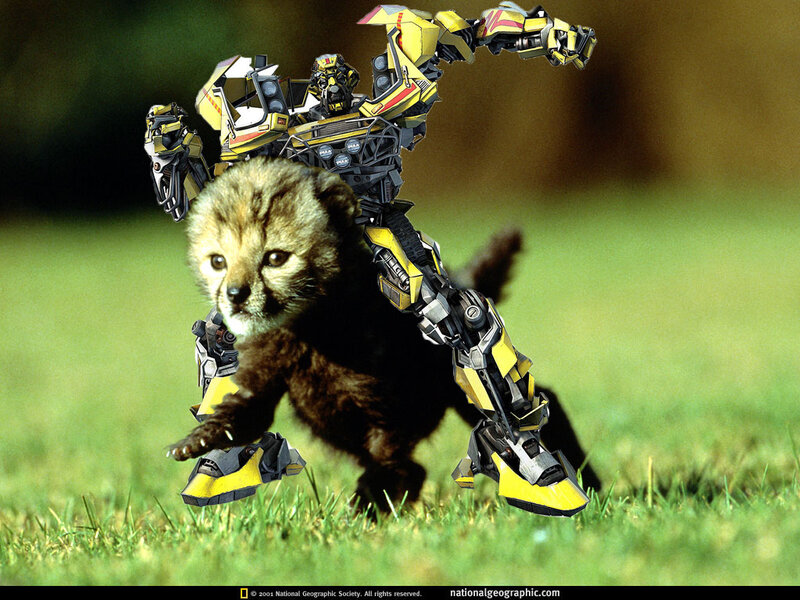 Bumblebee with a cheetah cub