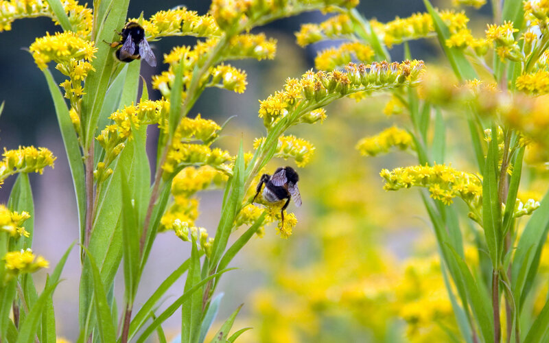 Bumblebees on Yellow Flowers
