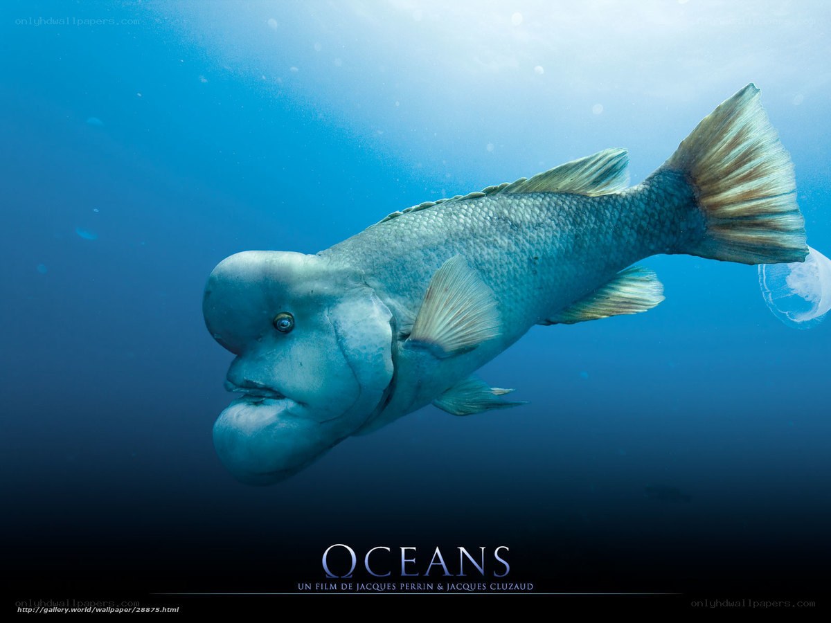 bumphead parrotfish underwater