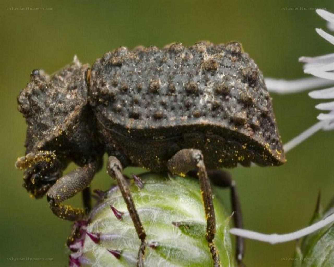 bumpy beetle on a flower