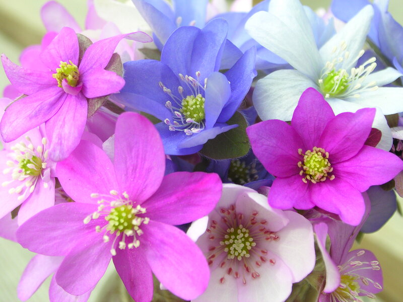 Bunch of Anemone Flowers
