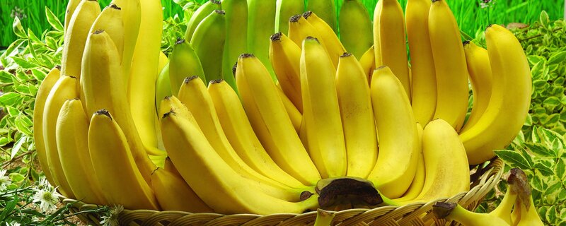 Bunch of Bananas in Basket