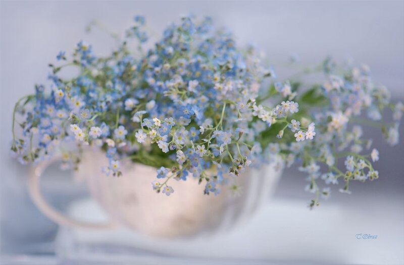 Bunch of Blue Flowers — Serene